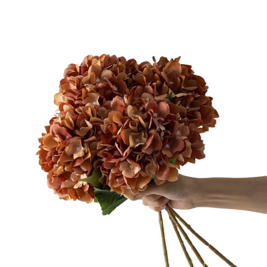 Hortensia oransje