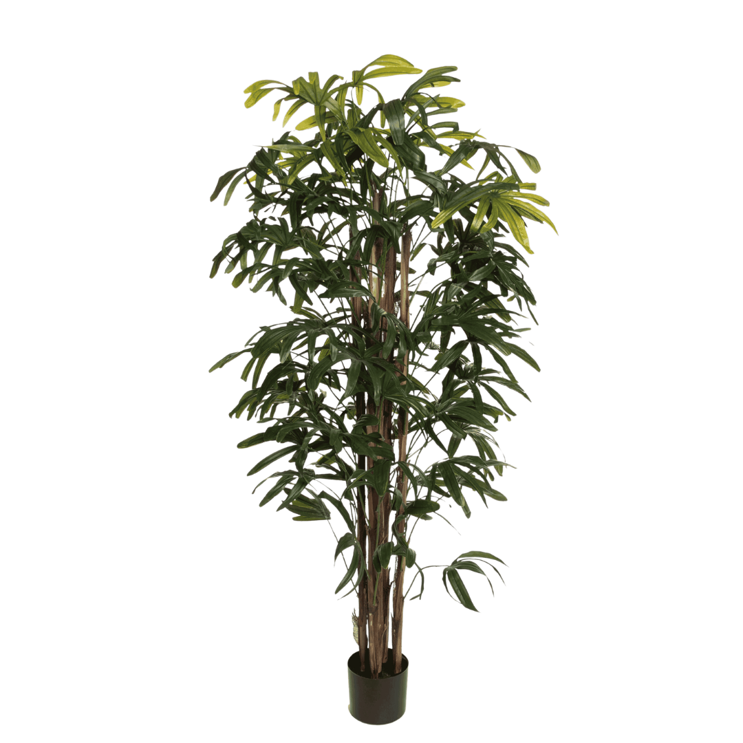 Palme H170