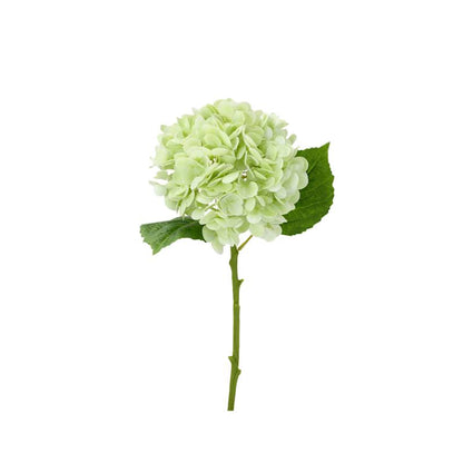 Hortensia grønn 50 cm