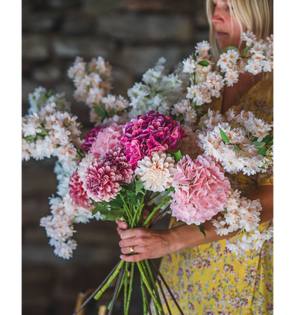 Kirsebærblomst aprikos