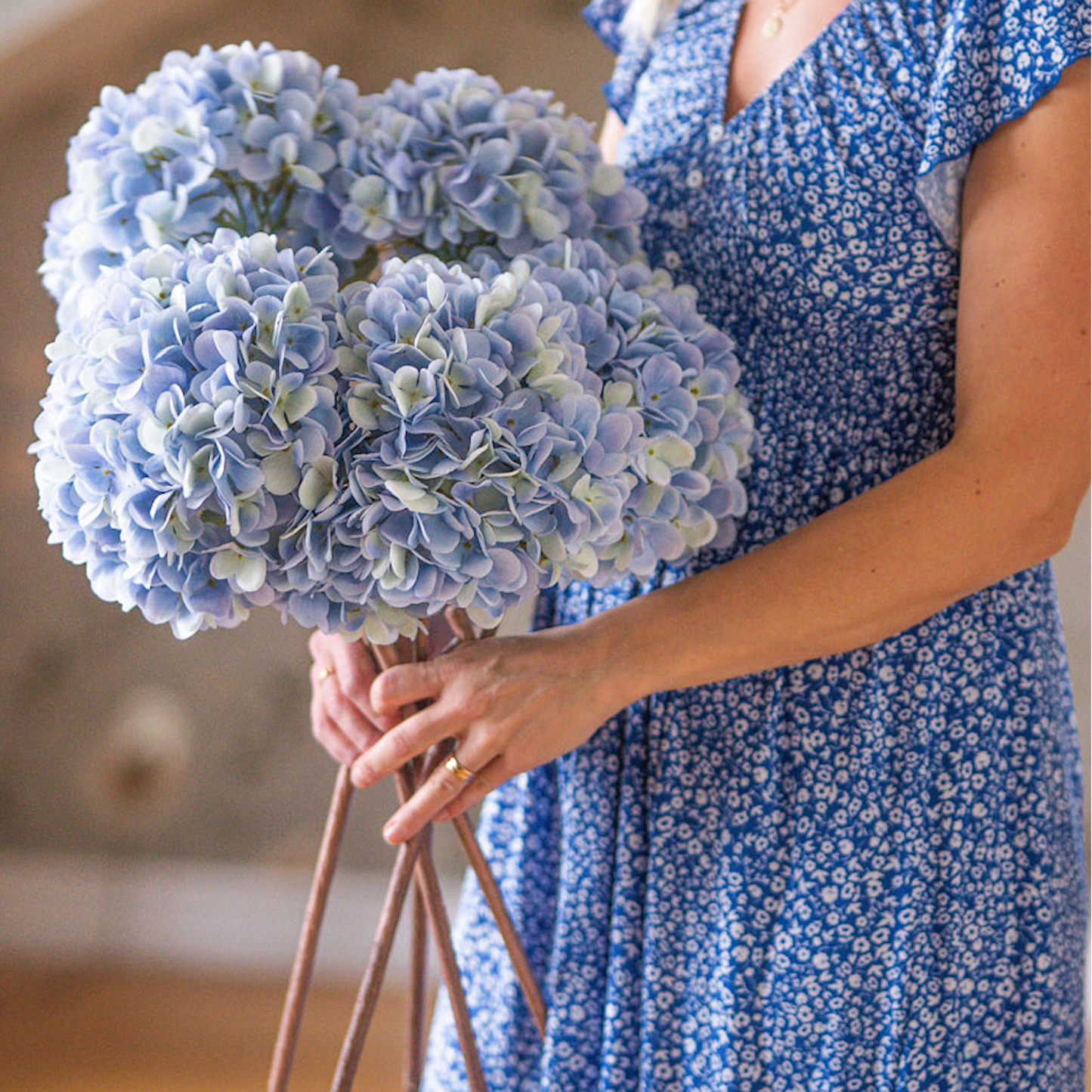 Hortensia blå