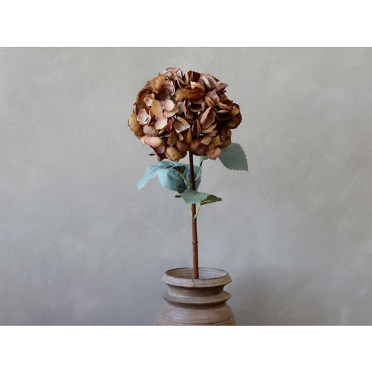 Hortensia mocca