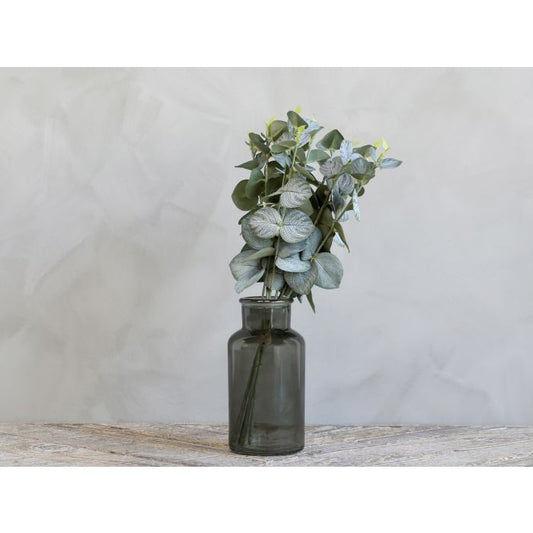 Eucalyptus