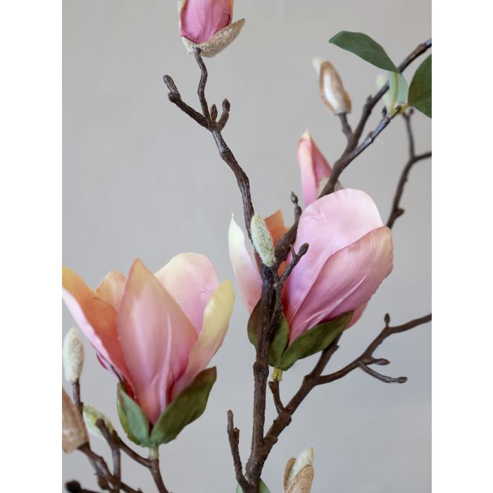 Magnolia rose