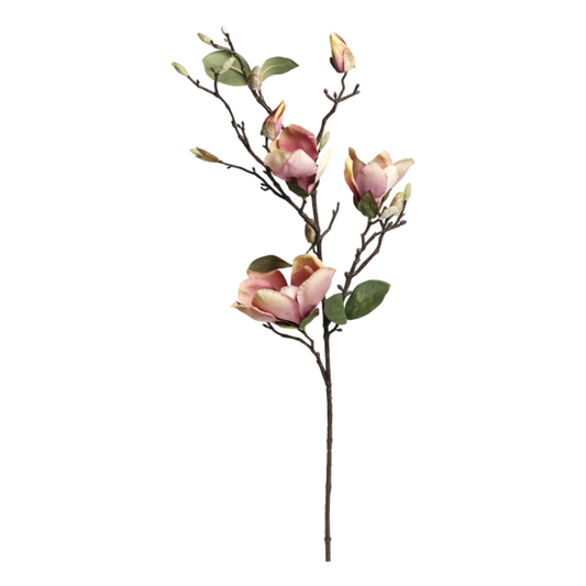 Magnolia rose