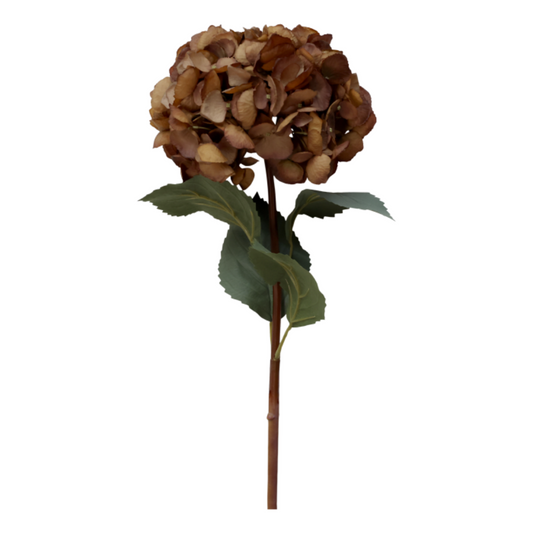 Hortensia mocca