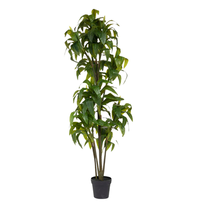 Dracena H170