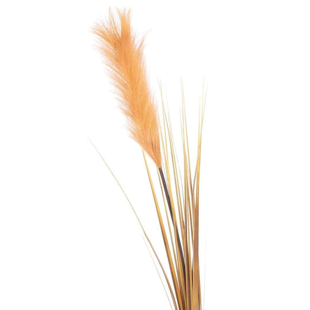 Pampas L95