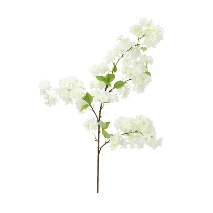 Kirsebærblomst hvit