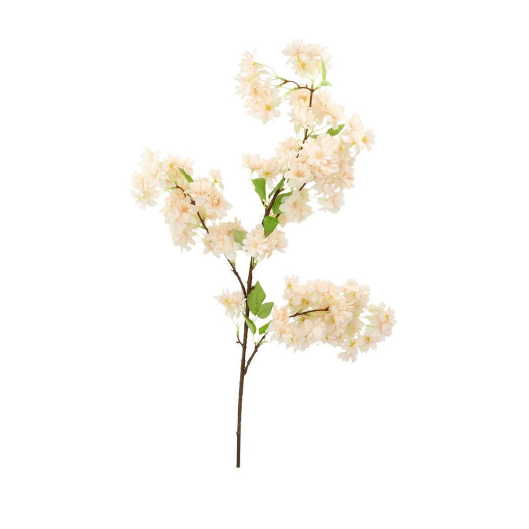 Kirsebærblomst aprikos