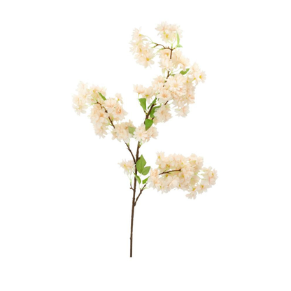 Kirsebærblomst aprikos