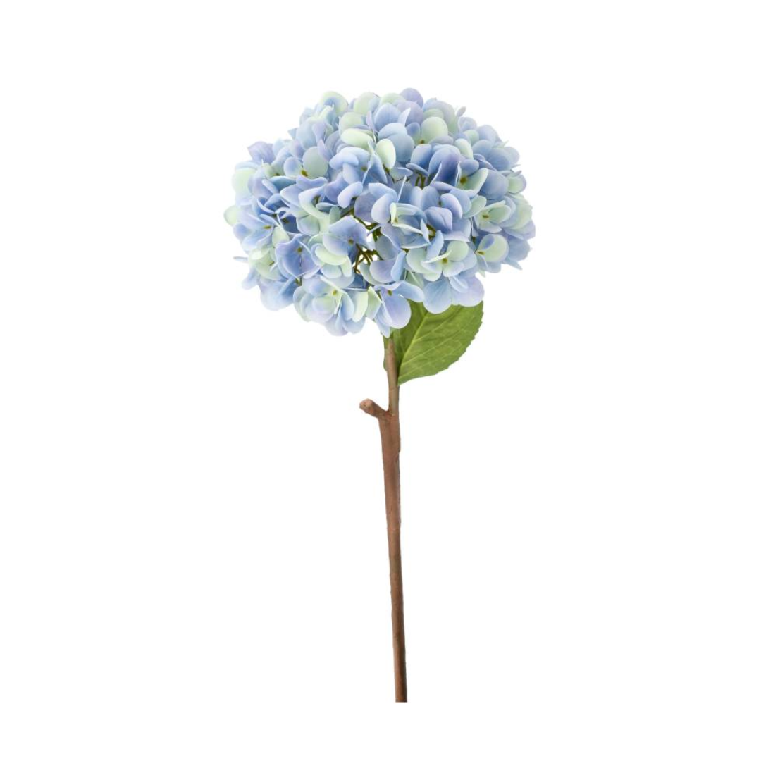 Hortensia blå